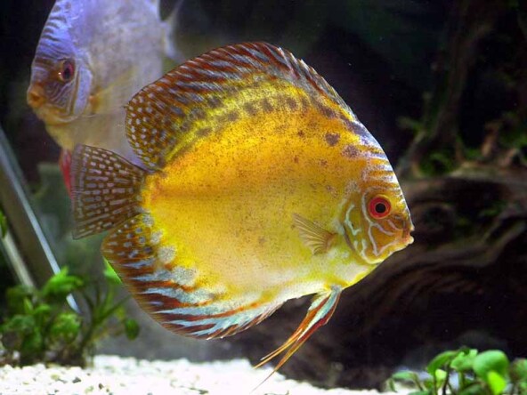 آبزیان و دامپروری